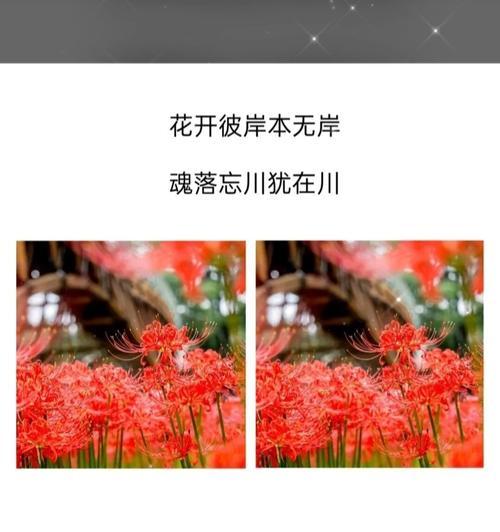 彼岸花语语言有何特别之处？它代表了什么意义？