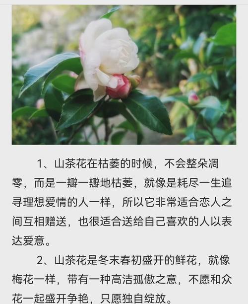 大为花的花语是什么？它在不同文化中代表什么？