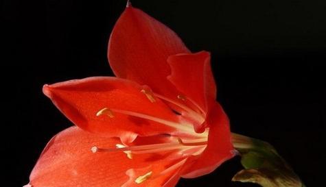 自我花语的花如何表达个性？选择哪种花最合适？