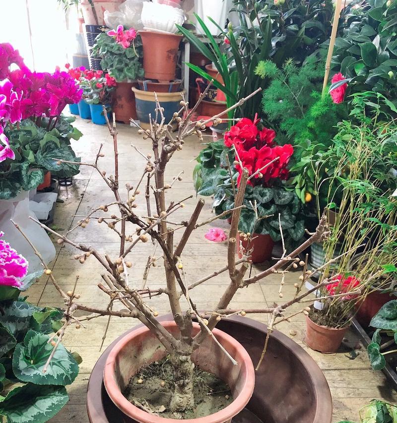 彩色腊梅花语有哪些不同？它们各自代表什么？