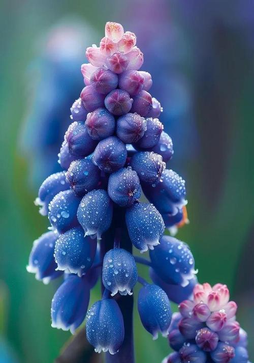 葡萄花的花语有哪些？它们在葡萄种植中意味着什么？