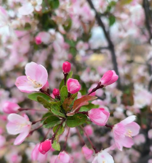 海赏花的花语有何特别之处？它在海洋文化中代表什么？