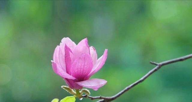 海赏花的花语有何特别之处？它在海洋文化中代表什么？