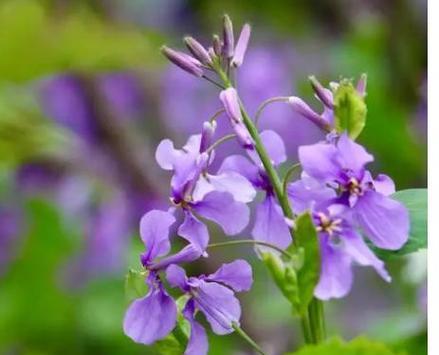 海赏花的花语有何特别之处？它在海洋文化中代表什么？