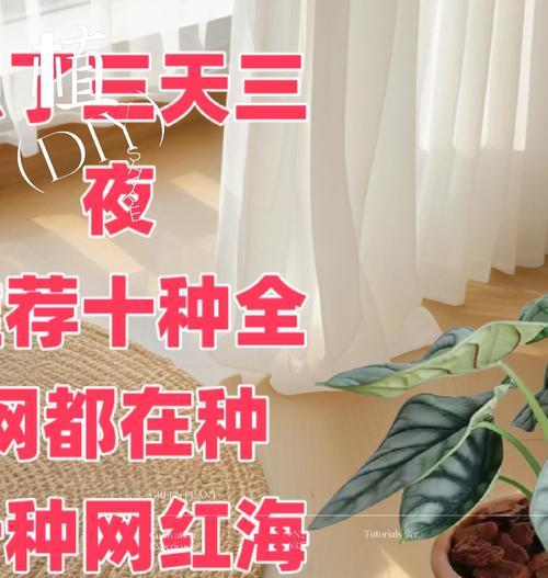 海芋花花语是什么？它在不同场合下有何不同含义？