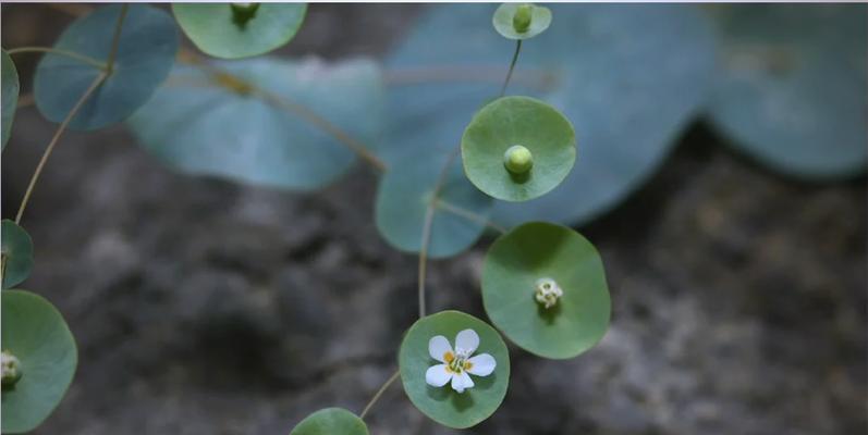 穿心草的花语有何深意？它在植物界中扮演什么角色？