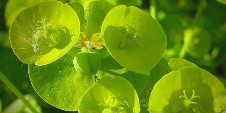 穿心草的花语有何深意？它在植物界中扮演什么角色？