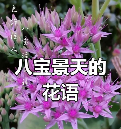 紫色景天花语是什么？它如何影响人们的情绪？