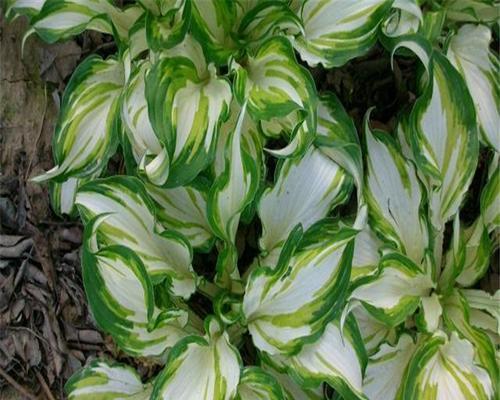 花叶玉簪花语有何特别之处？它在园艺中代表什么？