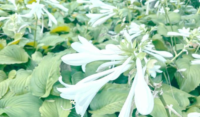花叶玉簪花语有何特别之处？它在园艺中代表什么？