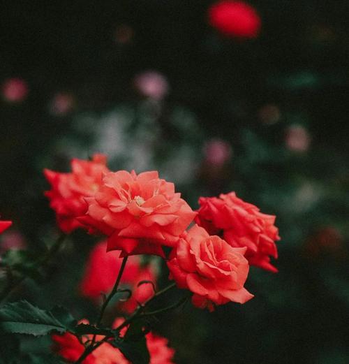 美人娇花花语是什么？它如何成为美的象征？