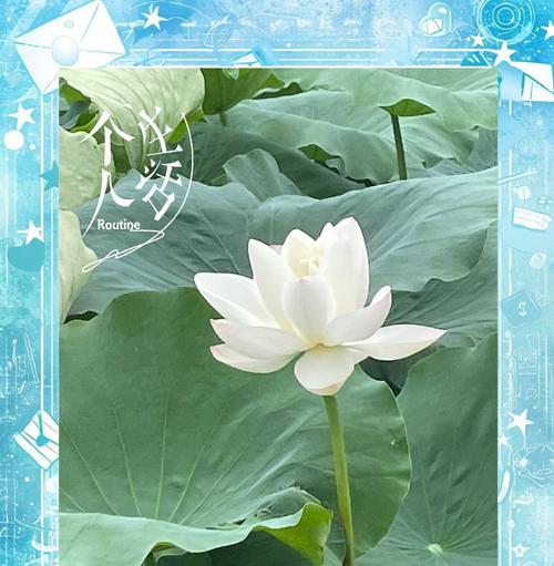 荷花花语含义有哪些？它在中国文化中扮演什么角色？