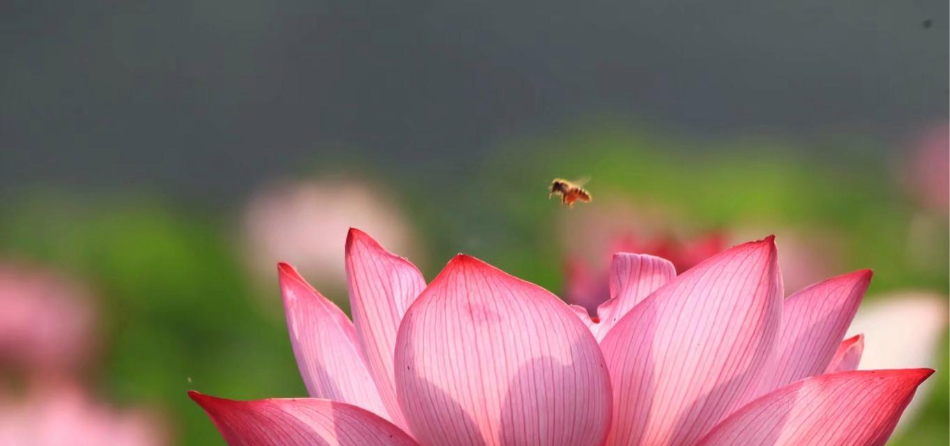 荷花花语含义有哪些？它在中国文化中扮演什么角色？