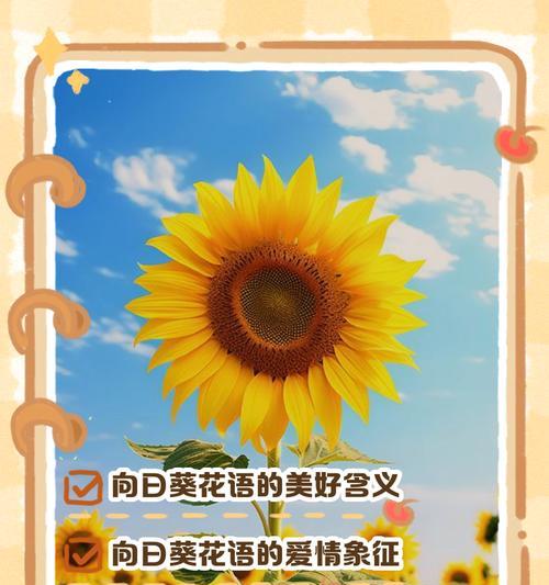 向阳葵的花语有哪些？向阳葵代表了什么？