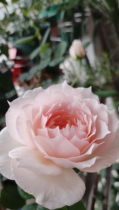 失忆月季的花语是什么？月季花失忆的含义是什么？