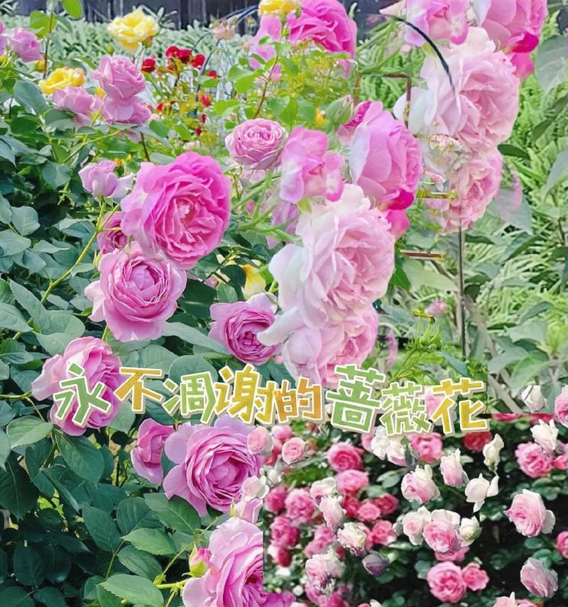 失忆月季的花语是什么？月季花失忆的含义是什么？
