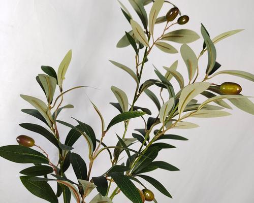 橄榄花的花语是什么？橄榄花象征着什么？