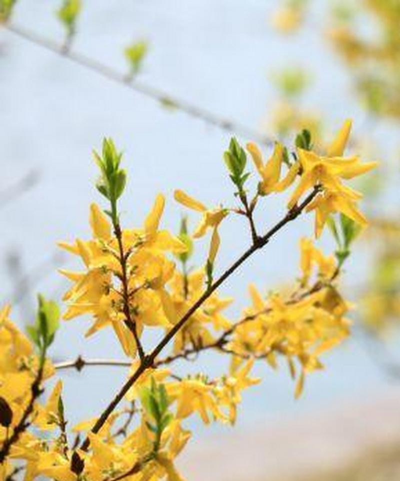 黄钟花的花语有哪些？黄钟花象征着什么？