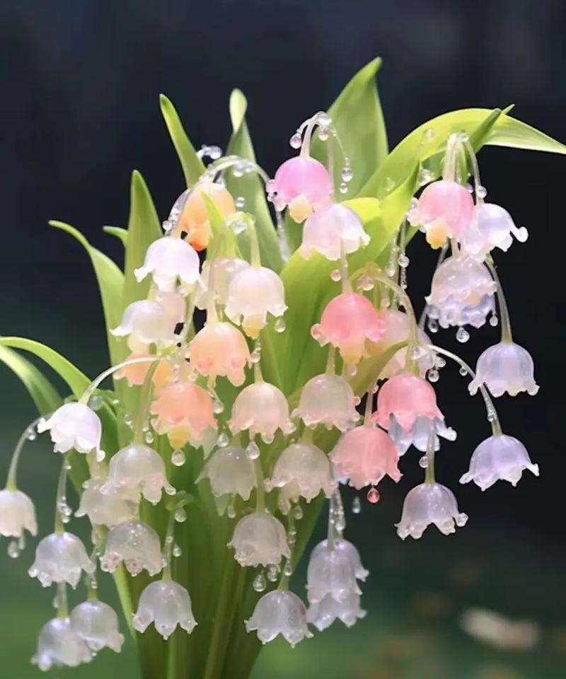 白色铃花的花语是什么？铃花的象征意义是什么？