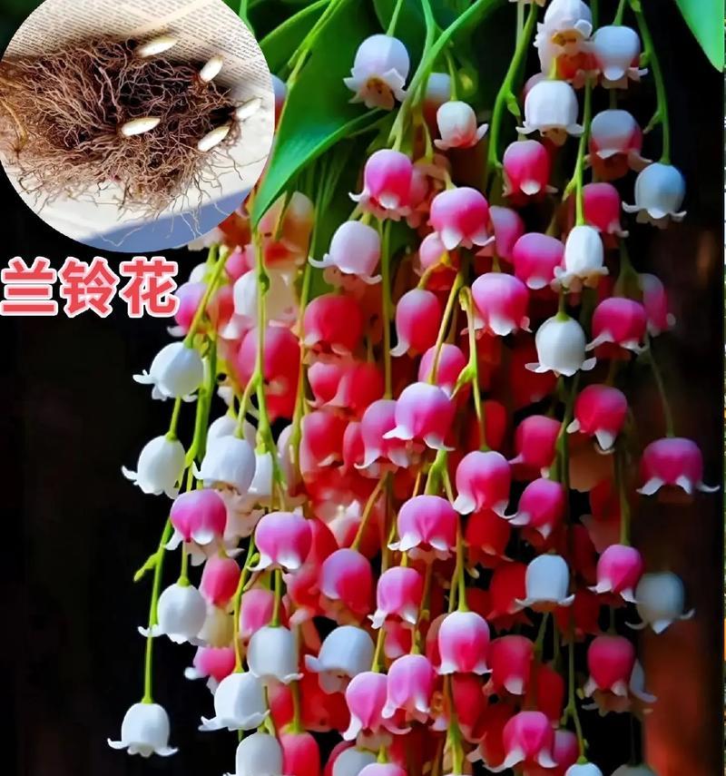 白色铃花的花语是什么？铃花的象征意义是什么？