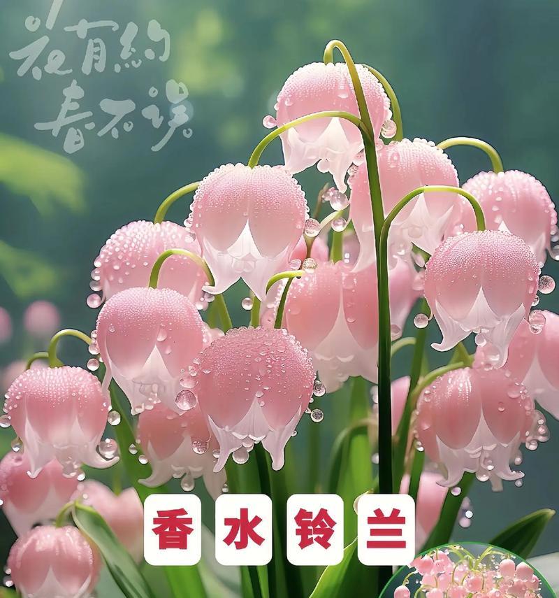 白色铃花的花语是什么？铃花的象征意义是什么？