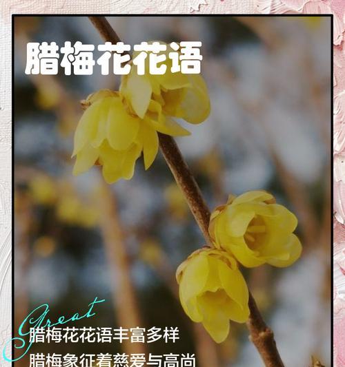 空气中的花语是什么？花语如何在空气中传递？