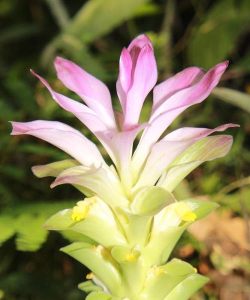姜花的花语有哪些？姜花花语大全是什么？