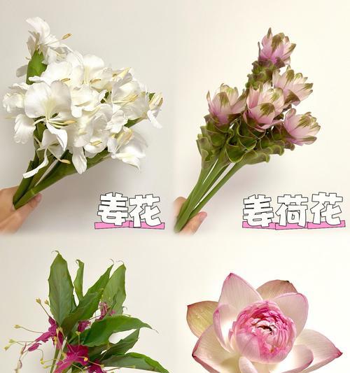 姜花的花语有哪些？姜花花语大全是什么？