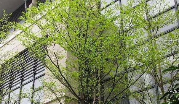 小叶榄仁的花语是什么？榄仁花代表了什么？