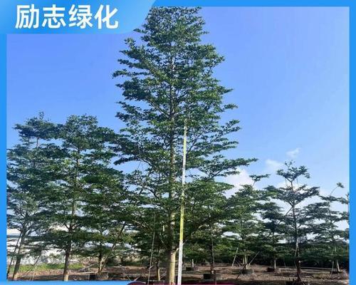小叶榄仁的花语是什么？榄仁花代表了什么？