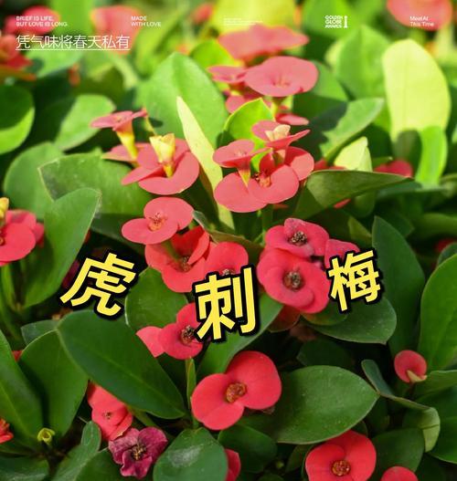 虎刺梅的花语是什么？虎刺梅花代表了哪些意义？