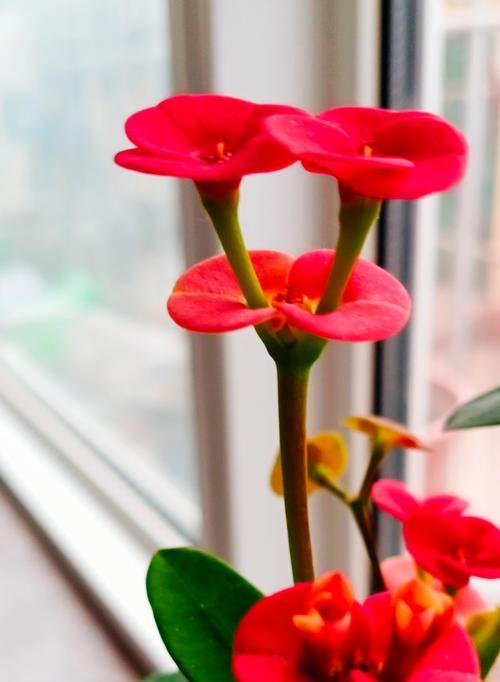 虎刺梅的花语是什么？虎刺梅花代表了哪些意义？