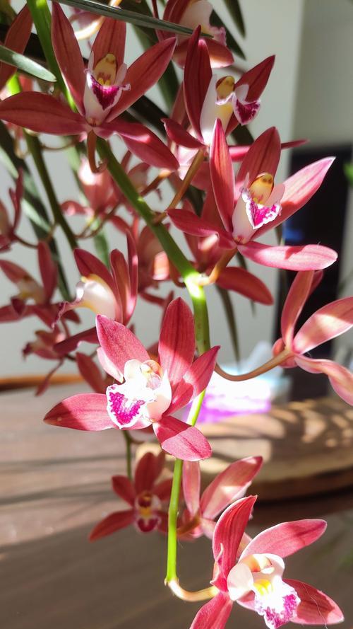 鸽子兰的花语是什么？鸽子兰花象征着什么？