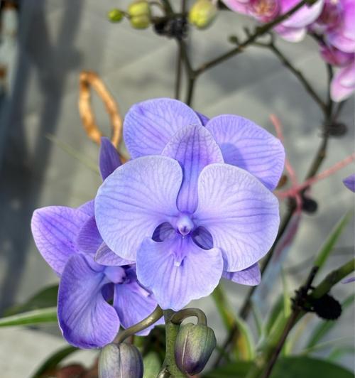 鸽子兰的花语是什么？鸽子兰花象征着什么？