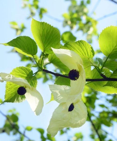 鸽子兰的花语是什么？鸽子兰花象征着什么？