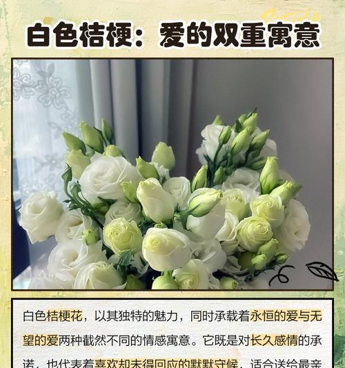 桔梗菊的花语是什么？桔梗菊花代表了什么？