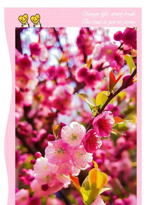 梅花的花语是什么？过年时梅花象征着什么？