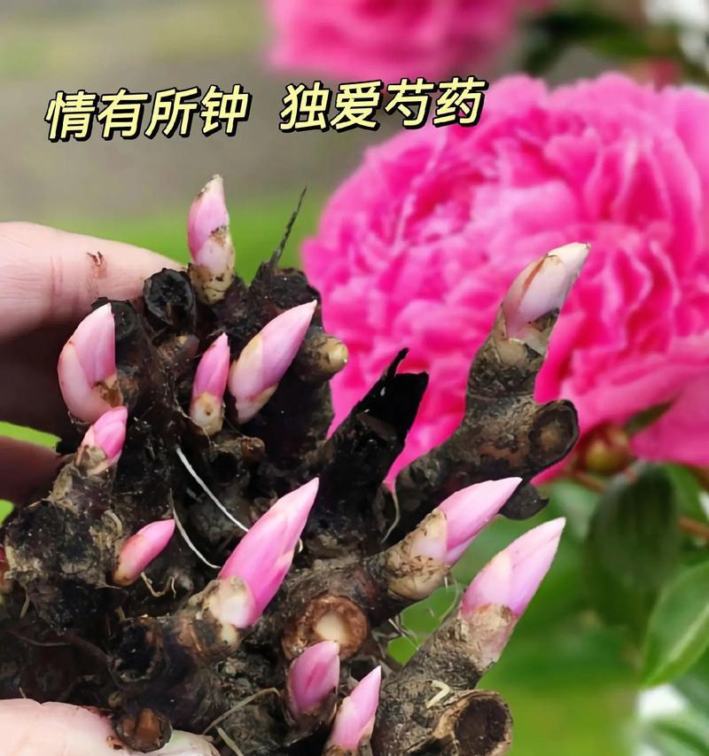 庭院种花的花语是什么？种花在庭院中有什么含义？