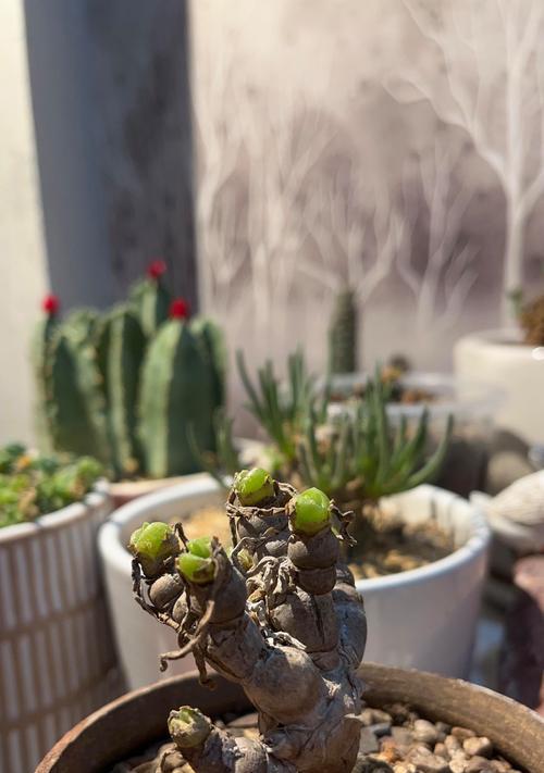 碧光环的花语是什么?碧光环代表了什么?