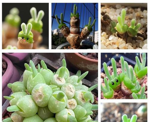 碧光环的花语是什么？碧光环代表了什么？