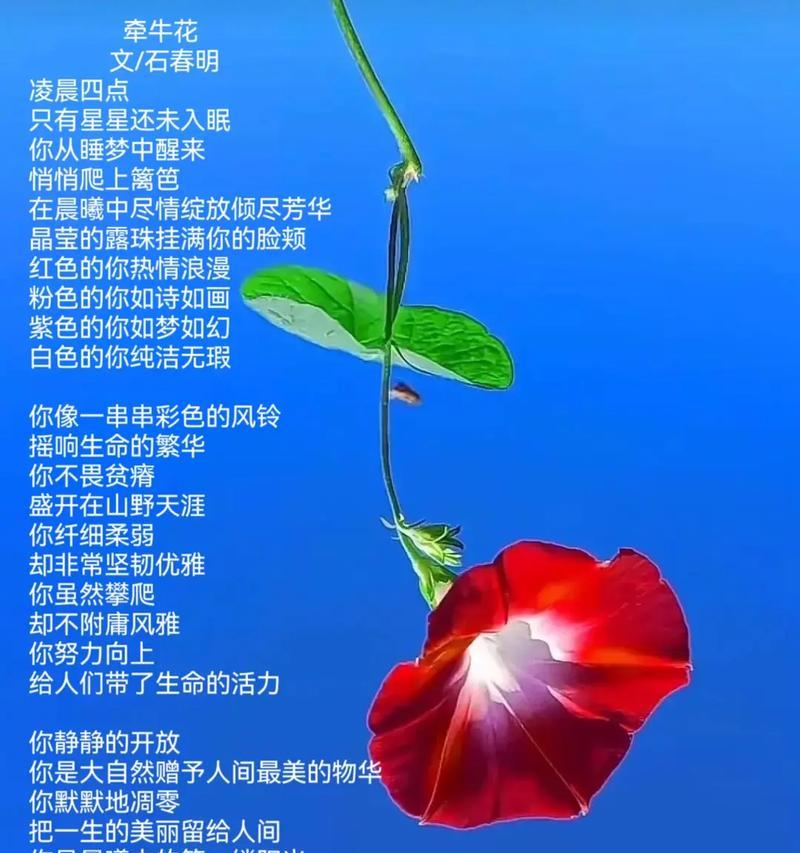 基本花的花语有哪些？适合哪些场合赠送？