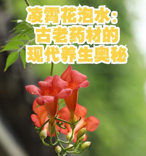 美国凌霄花的花语有哪些？如何正确种植？