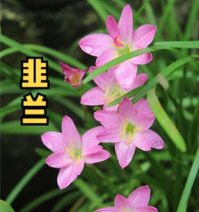 哪种草本植物花语最好？养护技巧是什么？