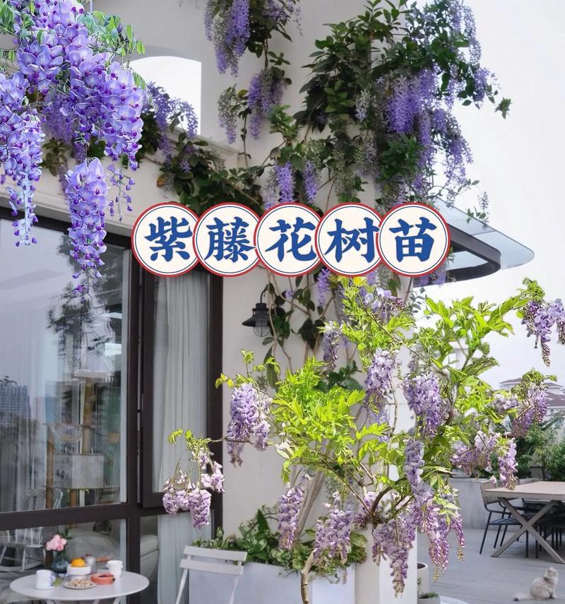 表达爱家人的花语有哪些？如何选择合适的花卉？