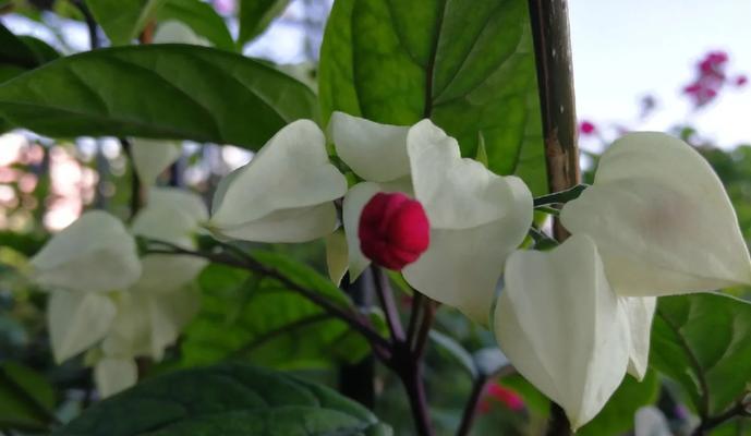 白龙吐珠的花语是什么？寓意着什么？