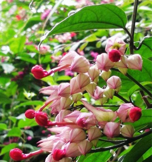 白龙吐珠的花语是什么？寓意着什么？