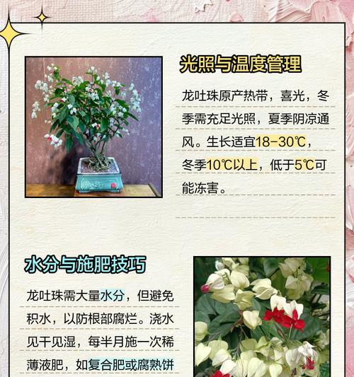 白龙吐珠的花语是什么？寓意着什么？
