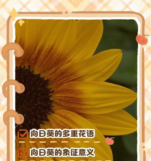 太阳花的花语言是什么？如何用太阳花表达情感？