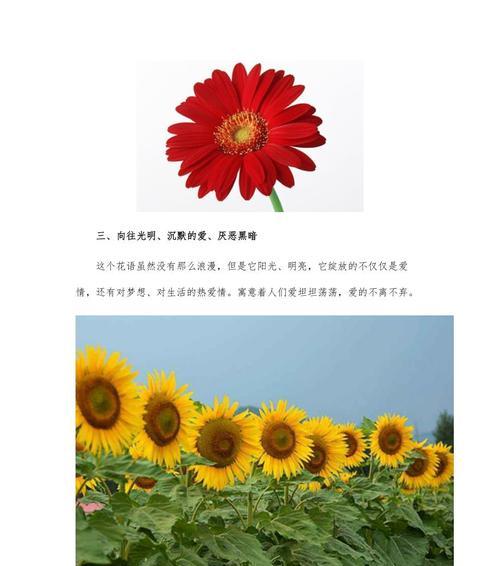 太阳花的花语言是什么？如何用太阳花表达情感？
