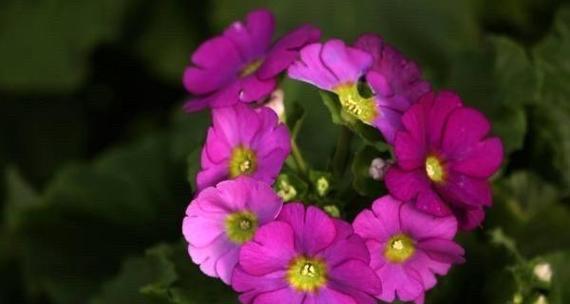 紫樱草花的花语代表什么？有何特别含义？